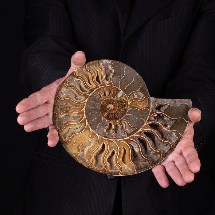 Prachtige gesneden ammoniet - kamers met uitzicht - Fossiel, Verzamelen, Mineralen en Fossielen