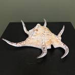 Schelp Taxidermie Opgezette Dieren By Max, Ophalen of Verzenden, Nieuw, Wild dier, Opgezet dier