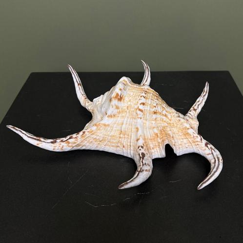 Schelp Taxidermie Opgezette Dieren By Max, Verzamelen, Dierenverzamelingen, Opgezet dier, Nieuw, Wild dier, Ophalen of Verzenden
