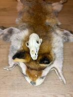 Rode vos Taxidermie volledige montage - vulpes vulpes - 5 cm