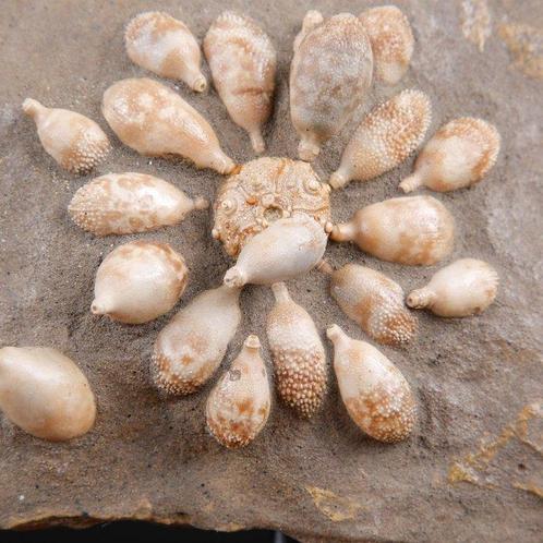 Fossiele Echinoïde - Fossiel skelet - Pseudocidaris Mammosa, Verzamelen, Dierenverzamelingen
