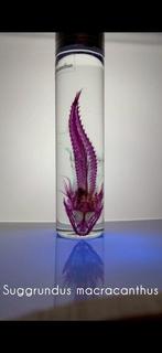 Suggrundus Pantser - Suggrundus macracanthus - 12 cm - 3 cm, Verzamelen, Nieuw