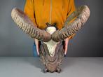 Mouflon Schedel met gewei - Ovis aries musimon - 46 cm - 50, Verzamelen, Dierenverzamelingen, Nieuw