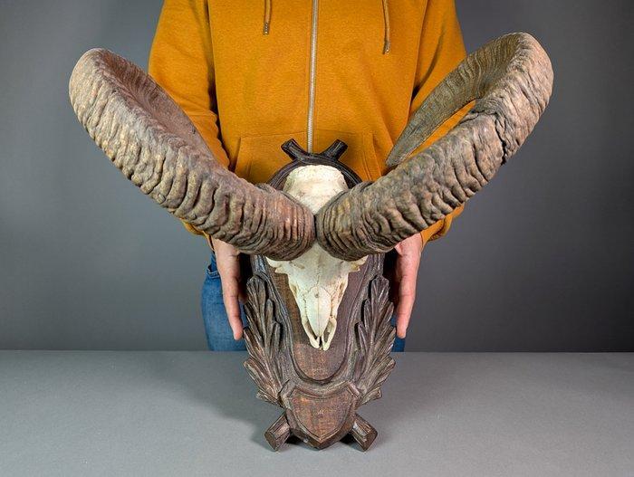 Mouflon Schedel met gewei - Ovis aries musimon - 46 cm - 50, Verzamelen, Dierenverzamelingen