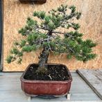 Den bonsai (Pinus) - Hoogte (boom): 45 cm - Diepte (boom):