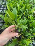 Anubias Congensis (Aquariumplanten, Aquarium producten), Verzenden, Plant(en), Steen of Hout