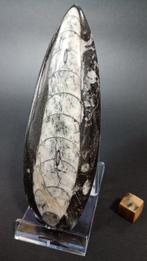 Fossiele cephalopode - Fossiele sterfteplaat - Orthoceras -, Verzamelen