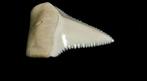Grand requin blanc Support de corps entier pour taxidermie -