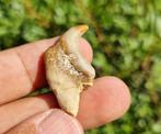 Haai - Fossiele tanden - Stephanodus libycus (Zonder