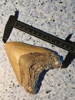Megalodon haaienkaak 12,3 cm - Fossiele tand - Carcharocles, Verzamelen