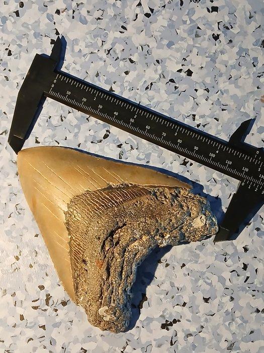 Megalodon haaienkaak 12,3 cm - Fossiele tand - Carcharocles, Verzamelen, Mineralen en Fossielen