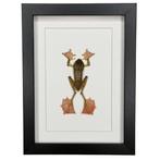 Grenouille arboricole Support de corps entier pour