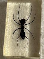 Themacollectie - Insectenverzameling in doorzichtige hars.