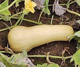 Sweetmax F1 Butternut Pompoen zaden, Hobby en Vrije tijd, Knutselen, Nieuw