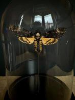 Papillon de nuit Support de corps entier pour taxidermie -, Nieuw