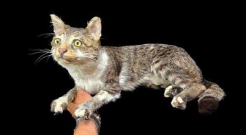 Heel mooi gekunstelde opgezette kat van een huiskat beschikbaar voor biedingen