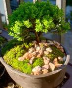 bonsai van Ilex (Japanse hulst) - Hoogte (boom): 8 cm -