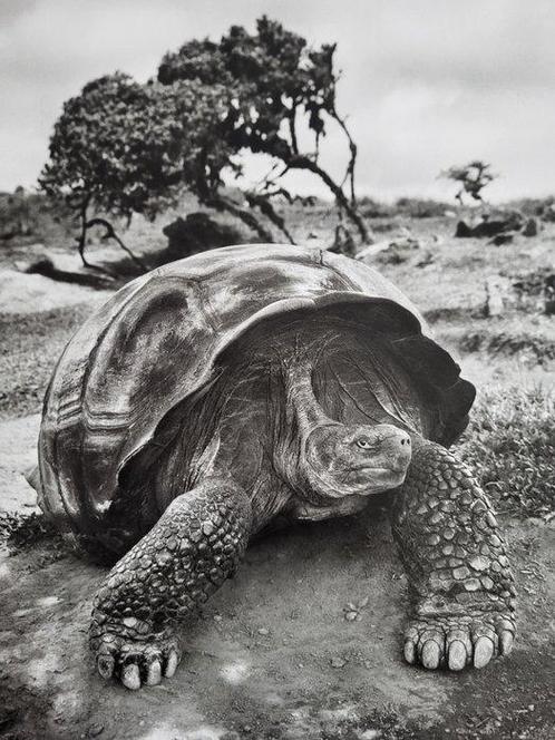 Sebastião Salgado (1944) - Galapagos, Ecuador, 2004 -, Antiek en Kunst, Kunst | Schilderijen | Modern