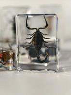 Themacollectie - Spécimens dinsectes