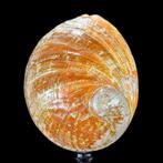 GEEN RESERVEPRIJS - Ingewikkelde rode abalone schelp op