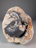 Ammoniet - Gefossiliseerde schelp - Perisphinctes sp. - 20.5, Verzamelen, Mineralen en Fossielen