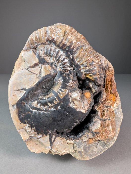 Ammoniet - Gefossiliseerde schelp - Perisphinctes sp. - 20.5, Verzamelen, Mineralen en Fossielen