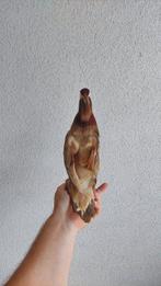 Eend Taxidermie volledige montage - Mandarin duck Aix sponsa, Collections