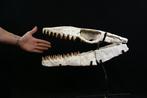 Enorme Mosasaurus-schedel - Fossiele schedel - Mosasaurus sp, Verzamelen, Mineralen en Fossielen