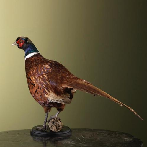 Fazant Taxidermie Opgezette Dieren By Max, Verzamelen, Dierenverzamelingen, Opgezet dier, Nieuw, Vogel, Ophalen of Verzenden