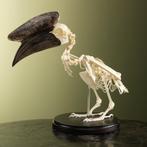 Hoornvogel Skelet Taxidermie Opgezette Dieren By Max, Ophalen of Verzenden, Nieuw, Vogel, Opgezet dier