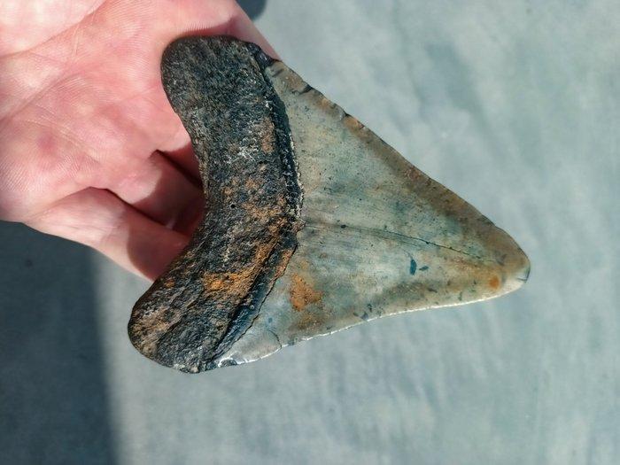 Megalodon - Fossiele tand - 104 mm - 80 mm, Verzamelen, Mineralen en Fossielen
