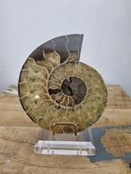 Ammoniet - Gefossiliseerde schelp - 15.5 cm - 13 cm, Verzamelen