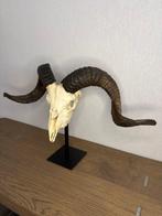 tibetaanse ram Schedel op een standaard - Capra aegagrus