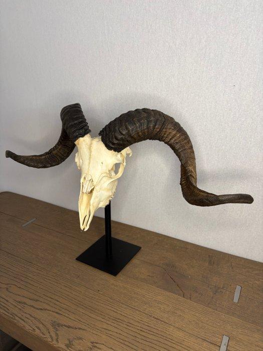 tibetaanse ram Schedel op een standaard - Capra aegagrus, Antiek en Kunst, Curiosa en Brocante