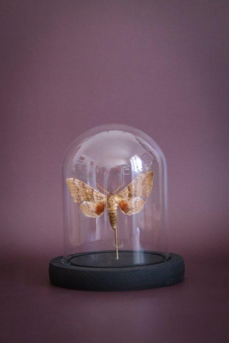 Vlinder Taxidermie volledige montage - Sphinx du peuplier -, Antiek en Kunst, Curiosa en Brocante