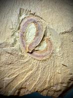 Indrukwekkende Cambrian Worms plaat - Fossiele plaatmatrix -