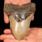 Très grosse dent de requin mégalodon - Carcharocles, Verzamelen, Mineralen en Fossielen
