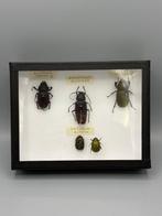 coléoptères Support mural pour taxidermie - Arhopalus