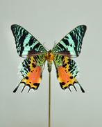 Vlinder Taxidermie volledige montage - Urania Ripheus, Nieuw