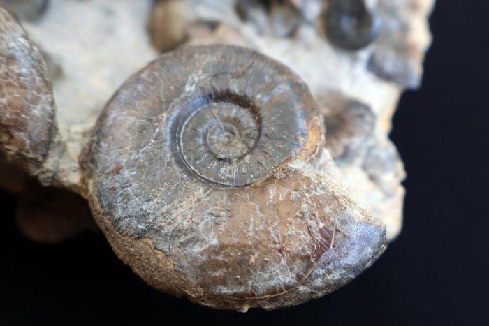 Blok van 30 ammonieten - Gefossiliseerde schelp - 19 cm - 19, Verzamelen, Mineralen en Fossielen