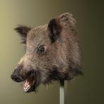 Wild Zwijn Middel Taxidermie Opgezette Dieren By Max, Ophalen of Verzenden, Nieuw, Wild dier, Opgezet dier