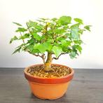 Bonsaï Érable de Bürger (Acer buergerianum) - Hauteur