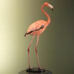 Rode Flamingo Taxidermie Opgezette Dieren By Max, Verzamelen, Ophalen of Verzenden, Nieuw, Vogel, Opgezet dier