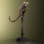 Penseelaapje Taxidermie Opgezette Dieren By Max, Ophalen of Verzenden, Opgezet dier