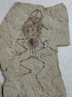 grenouille - Animal fossilisé - Genibatrachus - 23 cm - 16, Collections