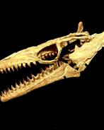 Mosasaurus - Fossiele schedel - Mosasaurus sp. - 70 cm - 77