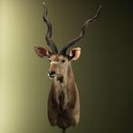 Koedoe Taxidermie Opgezette Dieren By Max, Ophalen of Verzenden, Nieuw, Wild dier, Opgezet dier