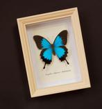 Vlinder Taxidermie volledige montage - Papilio ulysses -