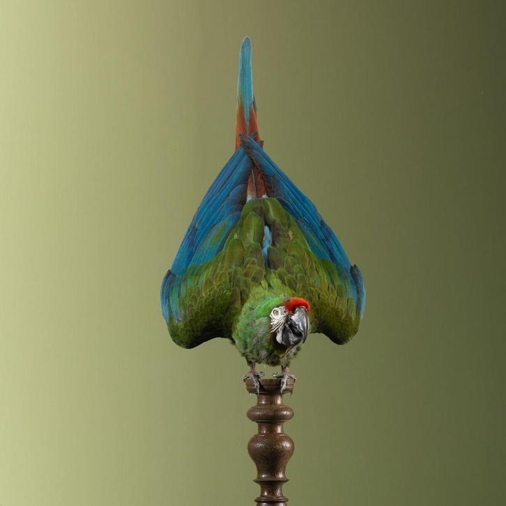 Soldatenara Taxidermie Opgezette Dieren By Max, Verzamelen, Dierenverzamelingen, Opgezet dier, Nieuw, Vogel, Ophalen of Verzenden