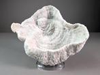 Splendid Bowl Corail Corail - Halomitra pileus (with Import, Nieuw